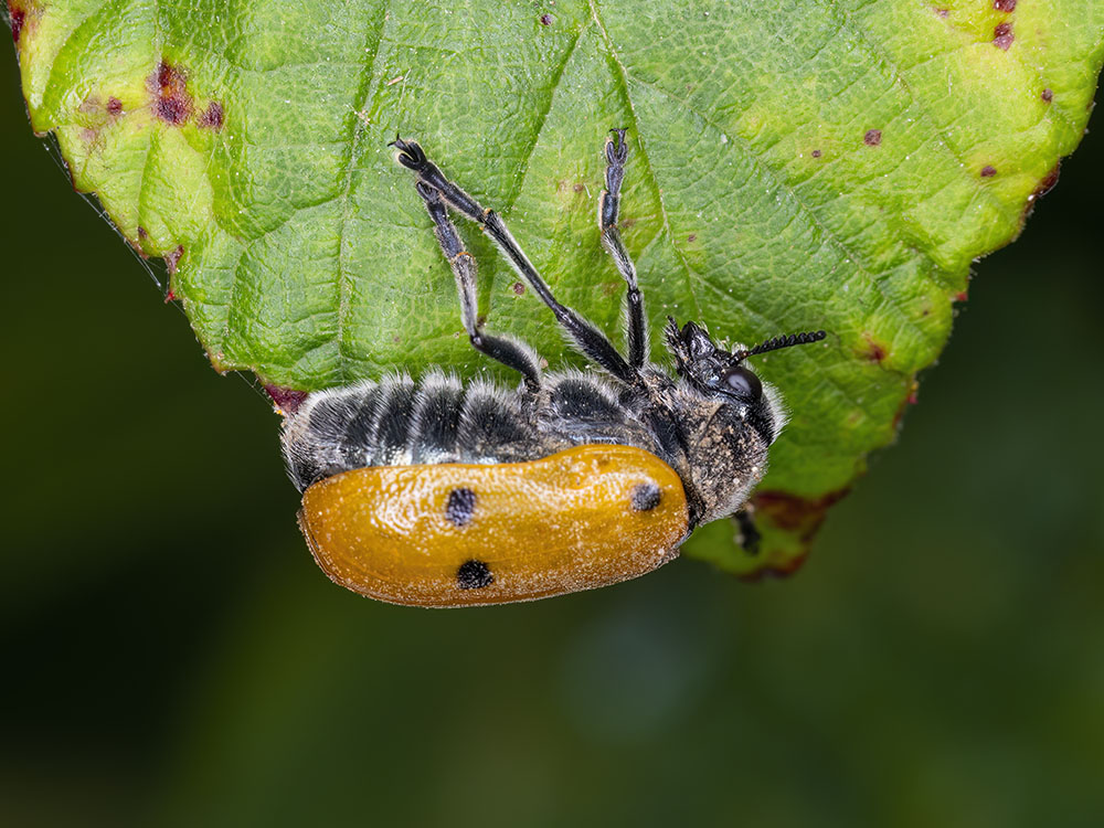 Aiuto identificazione